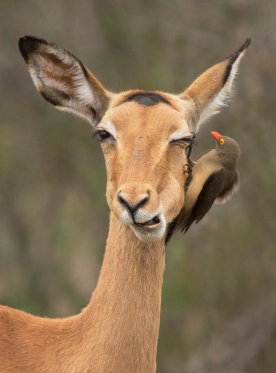Linh dương Impala thư giãn khi được chú chim ăn những con bọ trong tai. (Nguồn: National)
